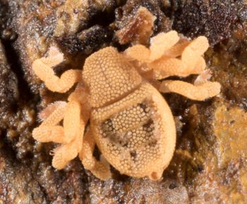 Media type: image; Invertebrate Zoology 143922